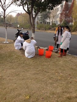 义工给树木刷漆