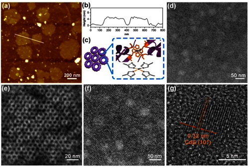 图3. 蛋白变体自组装形貌探究
