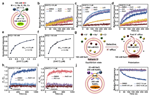 图1. 基于脂质体模型的离子传输活性和选择性评估实验