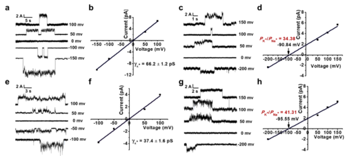 图2. 脂双层实验验证传输机制和选择性